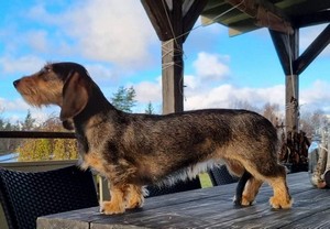 Lassos Greta